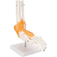Anatomie Fußskelett Modell