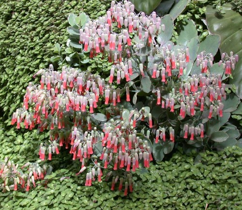 Super blumen samen - super, kalanchoe