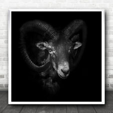 Korsika Mufflon Tiere Natur