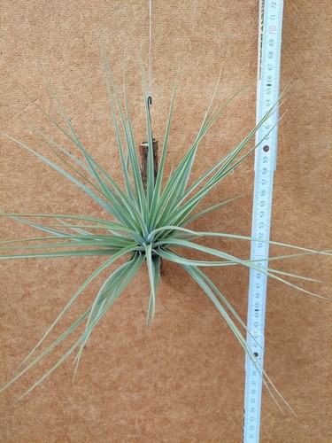 Tillandsia espinosae giant - espinosae,