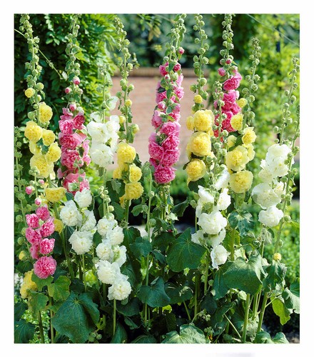 Stockrosen malven mischung 3 - stockrosen-malven-mischung,,