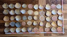 50 Stück große natürliche Muschelschalen Jakobsmuscheln Paket aus Neuseeland