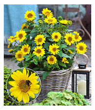 Winterharte Sonnenblume "SunCatcher®",1 Pflanze