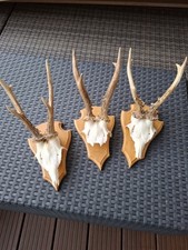 Rehbock Reh Krickerl Rehgeweih Geweih Oberschädel, auf Holz montiert, Herbstdeko