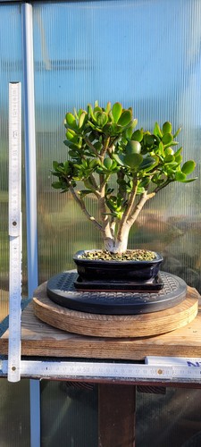Crassula ovata bonsai - crassula,