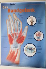 Anatomische Lehrtafel 3er Set Ausbildung Medizin Anatomie Poster