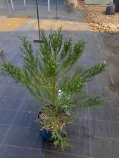 Sequoiadendron giganteum