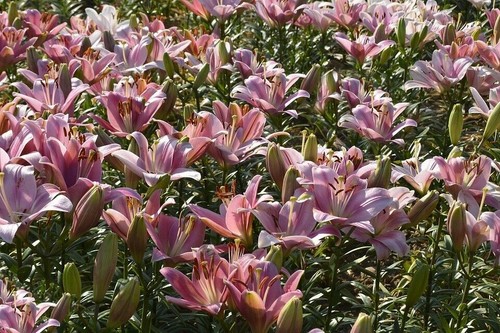 Zwiebeln rosen lilien - 10,