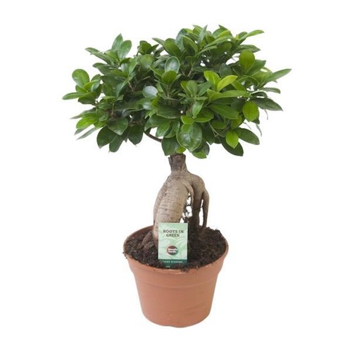 Ficus ginseng microcarpa - ficus,