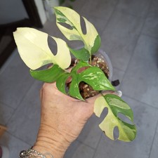 Rhaphidophora Tetrasperma