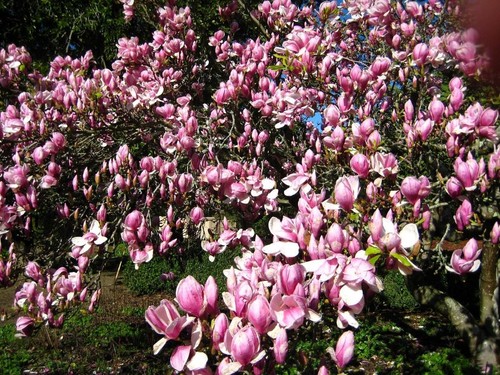 Tulpen magnolien magnolia - magnolien,