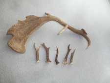 Damhirsch Schaufel Rehgehörn Stangen Geweih Design Deko Unikat Geschenk