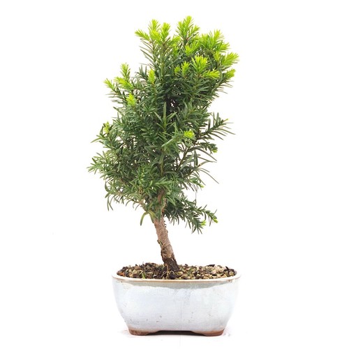 Bonsai eibe hybrid - bonsai, 'taxus