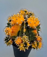 Großer Ausgefallener