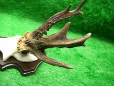 abnormer 8er Rehbock