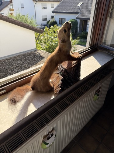 Tierpräparat baummarder - tierpräparat, "baummarder“