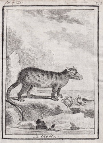 Didelphis cancrivora opossum - didelphis,