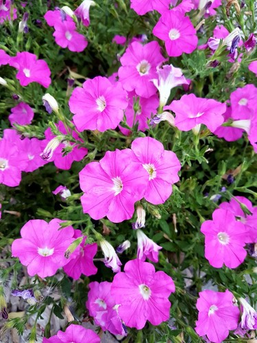 Petunien petunia - *,