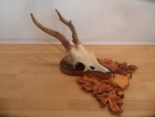 Reh Geweih Rehgeweih Rehbock