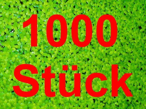 Wasserlinsen 1000 st - 1000,