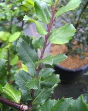 Ilex meserveae Blue Prince -
