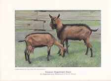 Schweizer Ziegen Hausziege