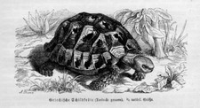 Griechische Schildkröte Maurische Landschildkröte Testudo graeca Stich von 1892