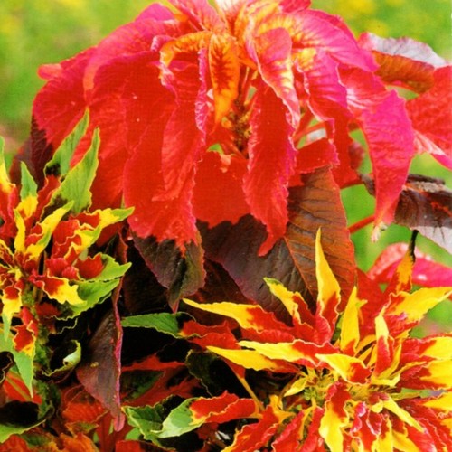 Fuchsschwanz dreifarbig blumen - fuchsschwanz,