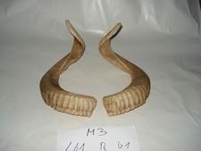 Mufflon Widder Muffel Hörner Merino Schläuche Krampus Schaf Maskenbau61-61 Cm M3