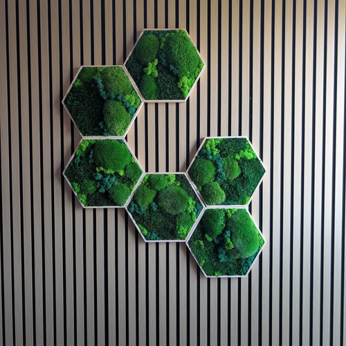 6er set moosbild hexagon - 6er,