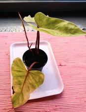 Philodendron Painted Lady