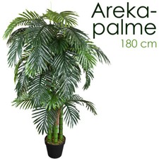 Palmenbaum Palme Arekapalme