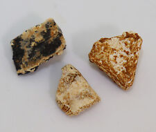 Panzerplatten, Schildkröte, Tertiär, Miozän, Titting b. Eichstätt, D -k108