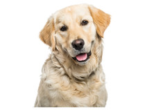 Golden Retriever Autoaufkleber