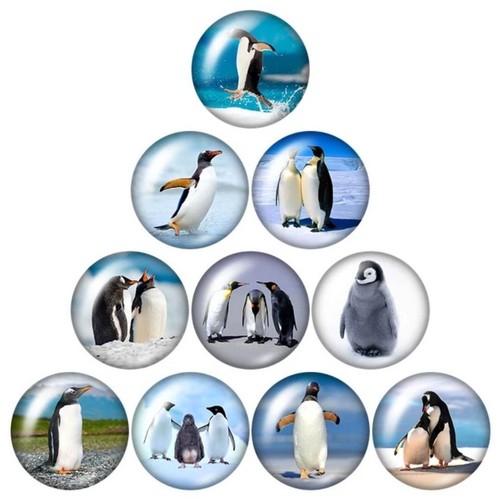 Glas cabochon pinguin pinguine - pinguin,