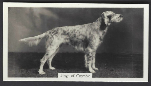 Sinclair champion dogs - -,