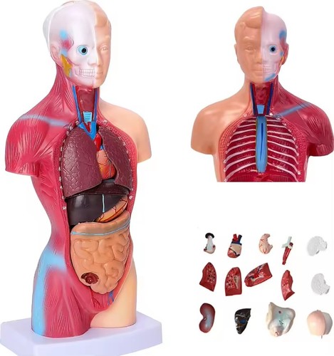Körpermodell herz torso - körpermodell,