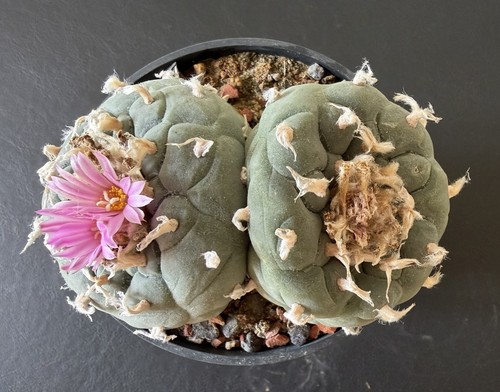 Ariocarpus spez wurzelecht - ariocarpus, spez.,