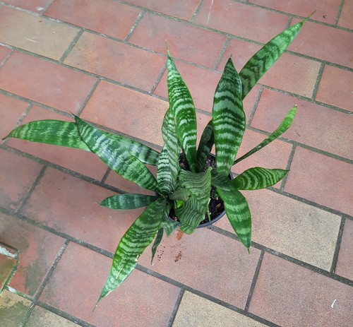 Sansevieria zeylanica - ,