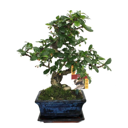 Exotenherz bonsai fukientee - -,
