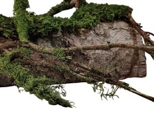 Terrarium Baumstamm Treppe