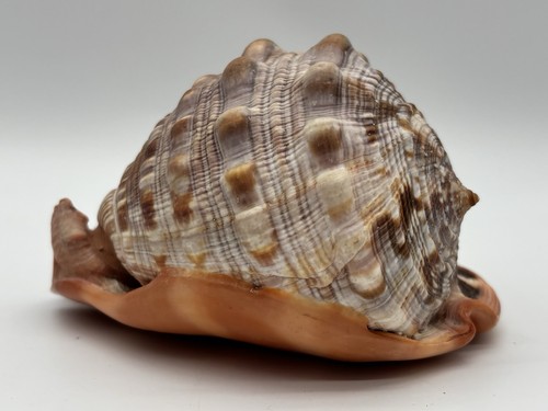 Große rote helmschnecke - große,