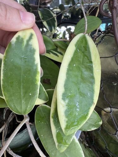 Hoya acuta albomarginata - hoya, 'albomarginata