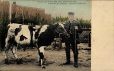 Ak Hanredder in Holstein, Kuh, Geboren am 5. Mai 1908, Hofbesitzer... - 11159154