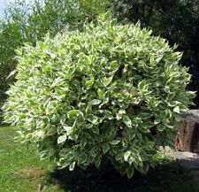 SAMEN gute Laune BIRKENFEIGE Benjamini Ficus benjamini Klassiker Zimmerbaum toll