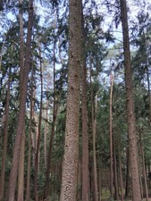 Brennholz Kaminholz Fichte