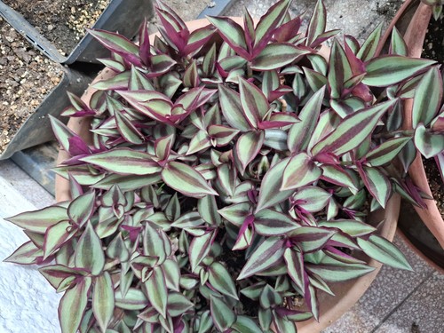Zebra ampelkraut tradescantia - zebra-ampelkraut,