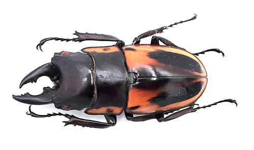 Lucanidae prosopocoilus - lucanidae,,