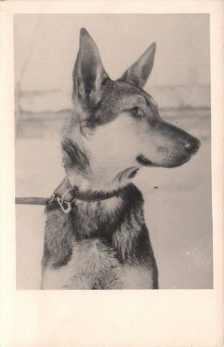 Schäferhund meer - ak,