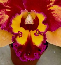 Cattleya firewings splash duft - firewings,